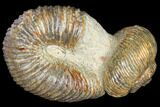 Fossil Heteromorph (Nostoceras) Ammonite - Madagascar #129520-1